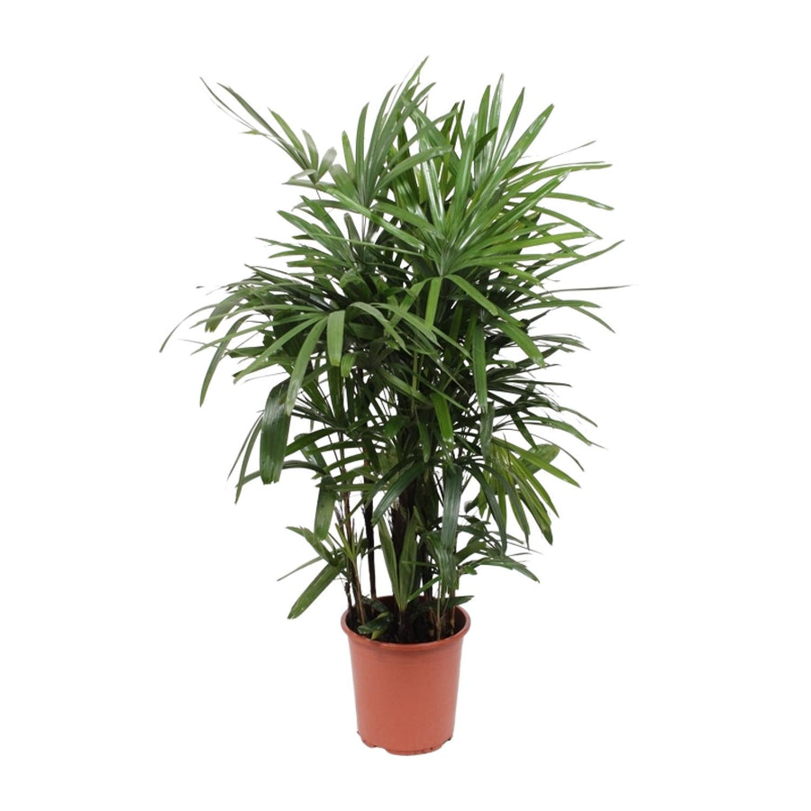 Rhapis excelsa – Groot