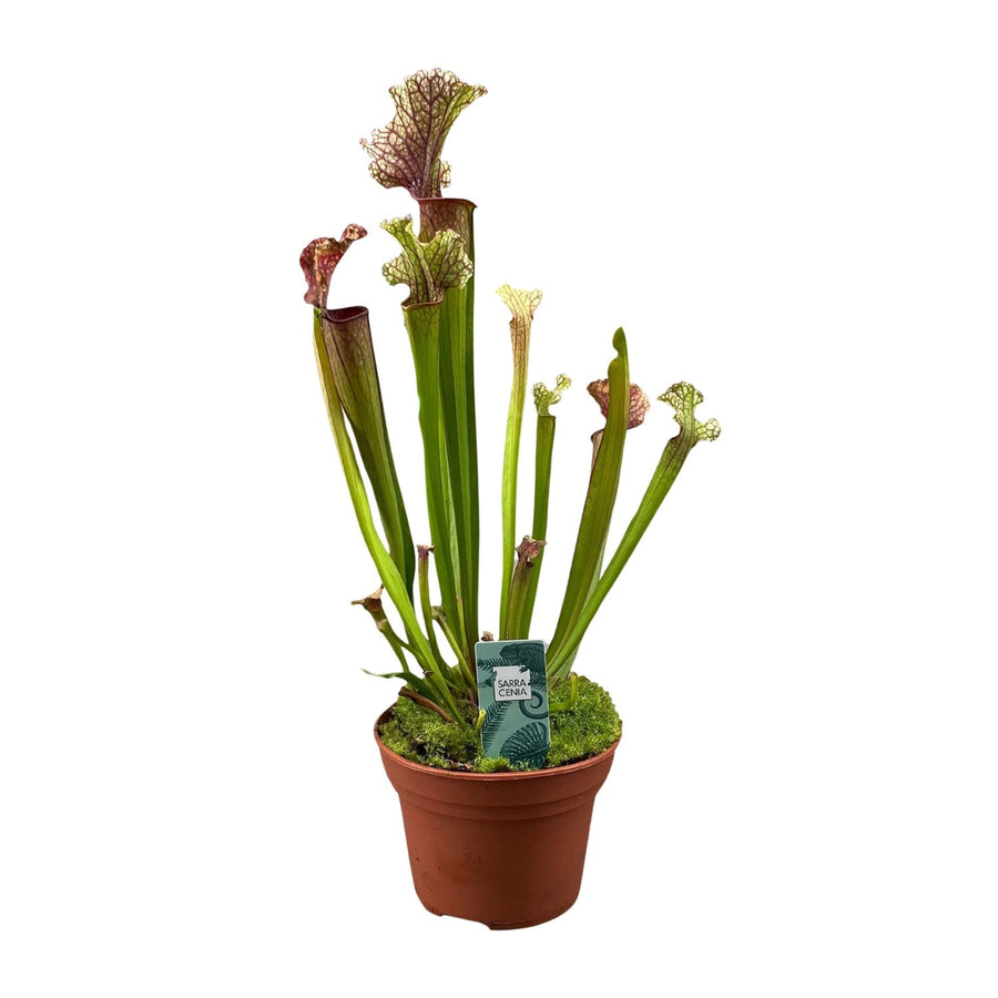Sarracenia Judith Hindle