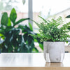 Asplenium Antiquum Parvati - Large