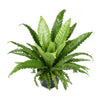 Fern Sanctuary Trio — Set met groene texturen