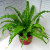 Asplenium Antiquum (M) + Sierpot