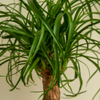 Beaucarnea Recurvata – Medium