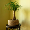 Beaucarnea Recurvata – Medium