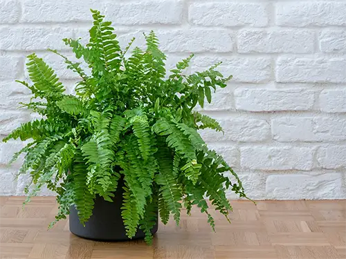 Fern