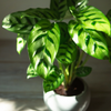 Calathea ‘Leopardina’