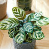 Calathea ‘Makoyana’ (M) ×2 – Voordeelpakket