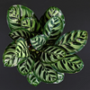 Calathea ‘Makoyana’ (M) ×2 – Voordeelpakket