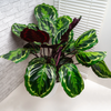 Calathea ‘Medallion’ + Sierpot
