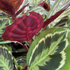 Calathea ‘Medallion’ + Sierpot