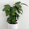 Calathea 'Oppenheimiana'