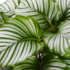 Calathea ‘Orbifolia’ – Klein