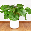 Calathea ‘Orbifolia’ – Klein