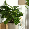 Calathea 'Zebrina'
