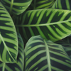 Calathea 'Zebrina'