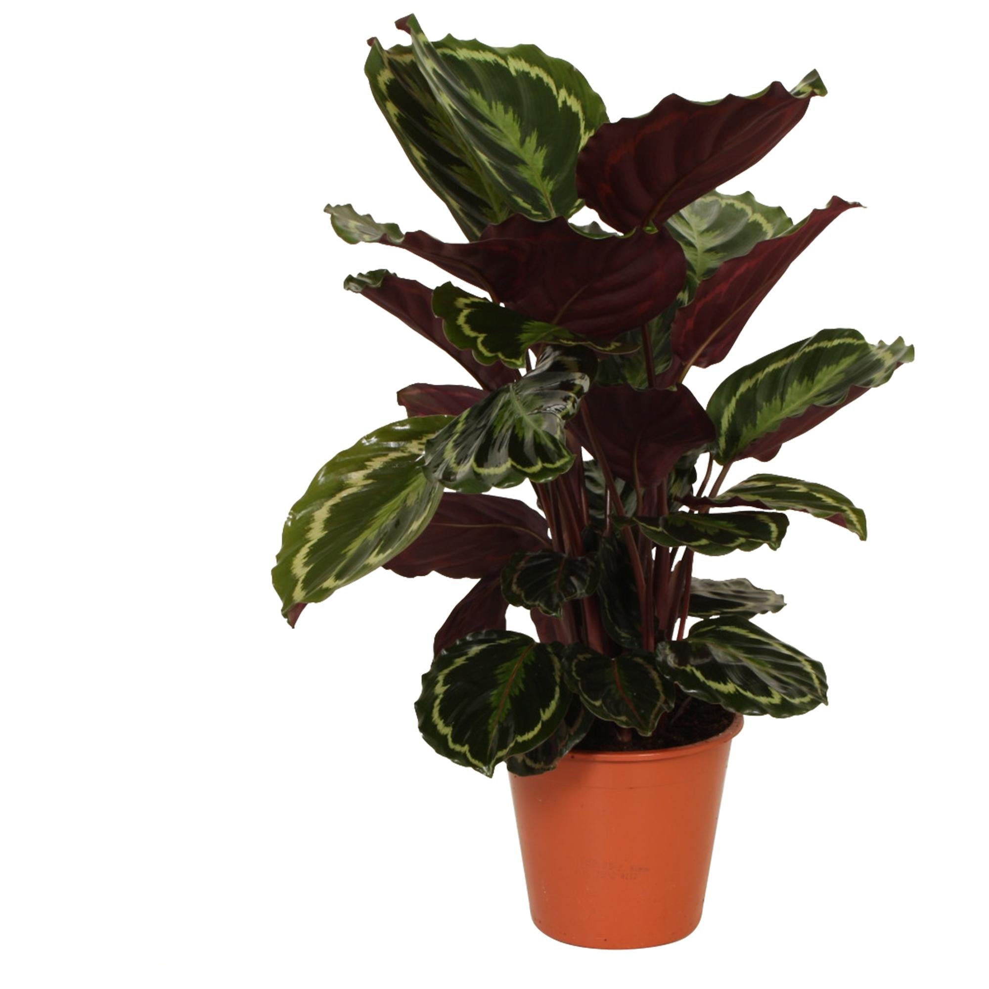 Calathea ‘Medallion’ – Groot