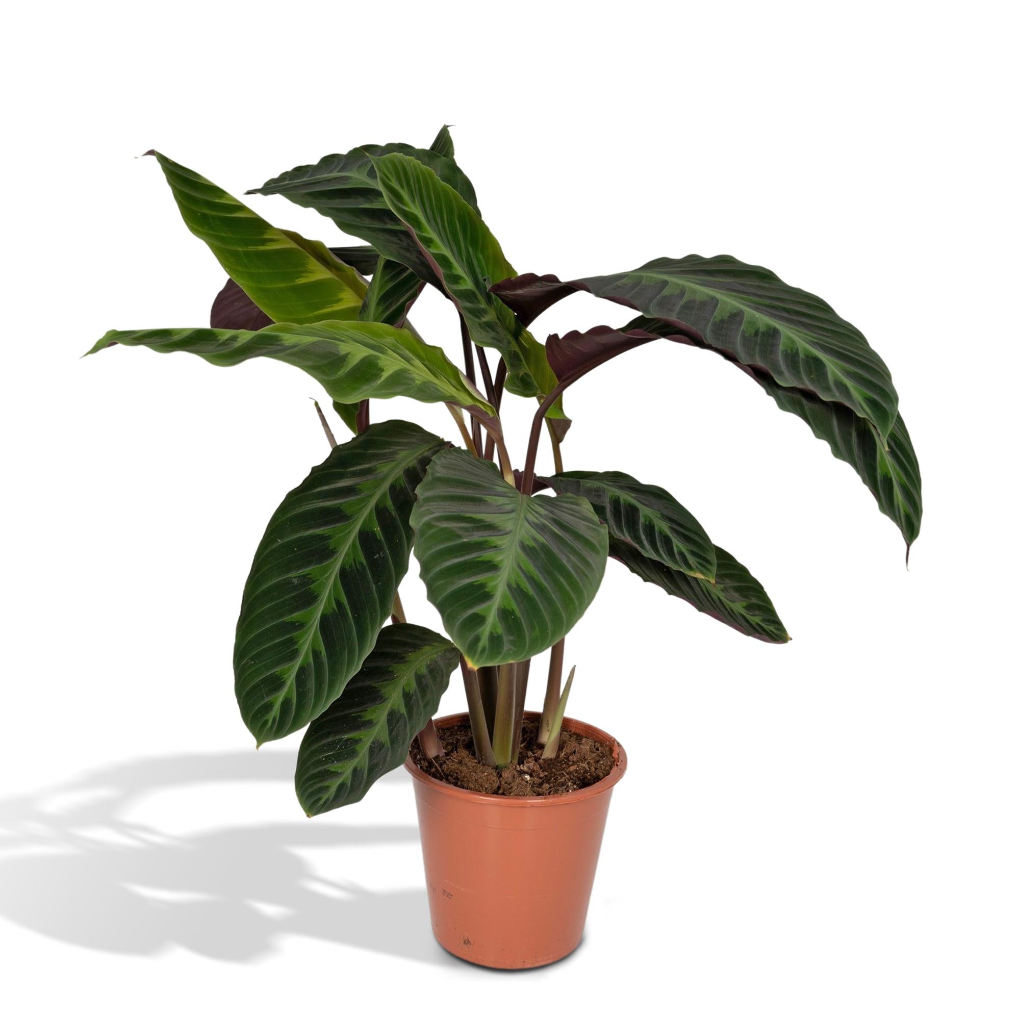 Calathea ‘Warscewiczii’ – Groot