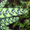 Calathea lancifolia ‘Insignis’ ×2 – Voordeelpakket