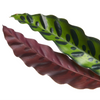 Calathea lancifolia ‘Insignis’ ×2 – Voordeelpakket