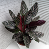 Calathea 'Ornata' - X-Large