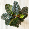 Calathea 'Ornata' - X-Large