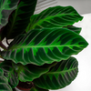 Calathea ‘Warscewiczii’ – Extra Groot