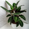 Calathea ‘Warscewiczii’ – Extra Groot