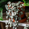 Ceropegia Woodii - Medium