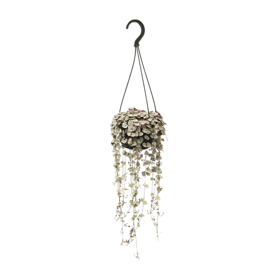 Ceropegia woodii – Medium