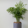 Chamaedorea elegans – Medium