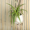 Chlorophytum Comosum