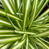Chlorophytum Comosum