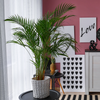 Dypsis lutescens – Groot