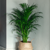 Dypsis lutescens – Groot