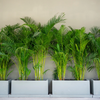 Dypsis lutescens – Groot