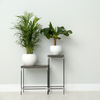 Dypsis Lutescens - Small