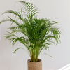 Dypsis Lutescens - Small