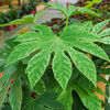 Fatsia japonica 'Variegata'