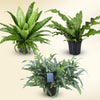 Fern Sanctuary Trio — Set met groene texturen