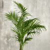 Howea forsteriana – Extra Groot