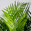 Howea forsteriana – Groot