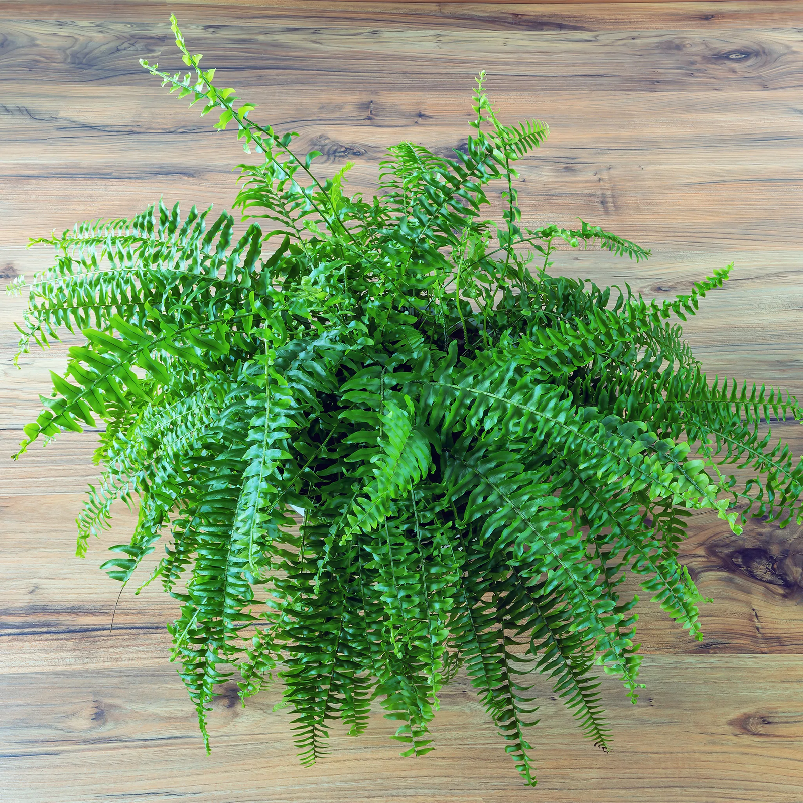 Breathe easy: 7 air-purifying houseplants that are safe for pets