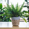 Nephrolepis exaltata