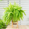 Nephrolepis exaltata