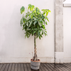 Pachira aquatica – Groot