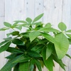 Pachira aquatica (XXL) + Sierpot