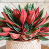 Peperomia 'Caperata Rosso'