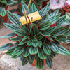 Peperomia 'Caperata Rosso'