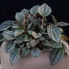 Peperomia 'Napoli Nights'