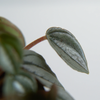 Peperomia 'Napoli Nights'