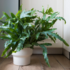 Phlebodium aureum ‘Blue Star’